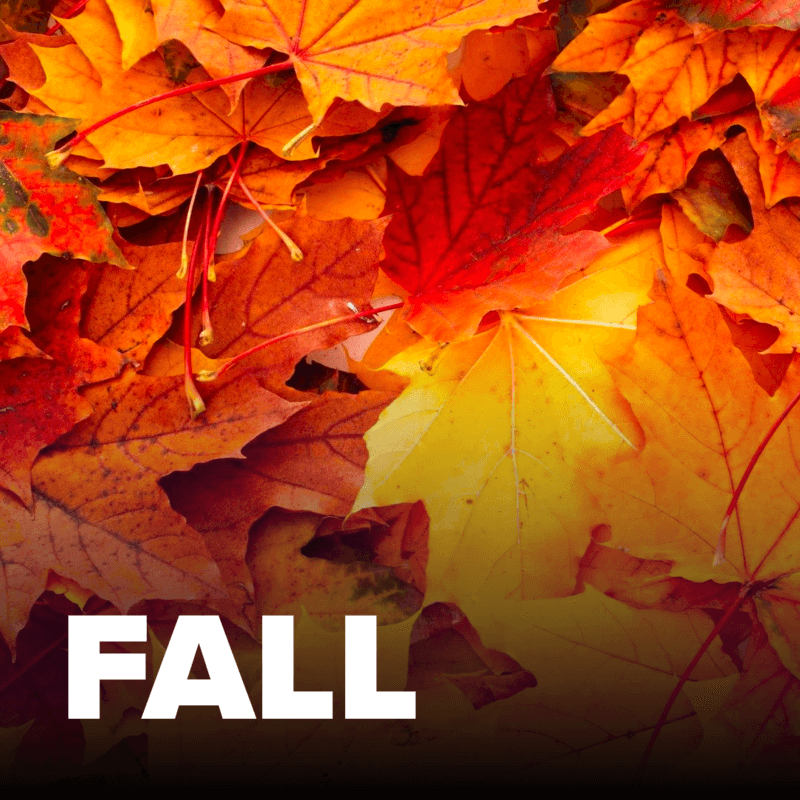 Fall